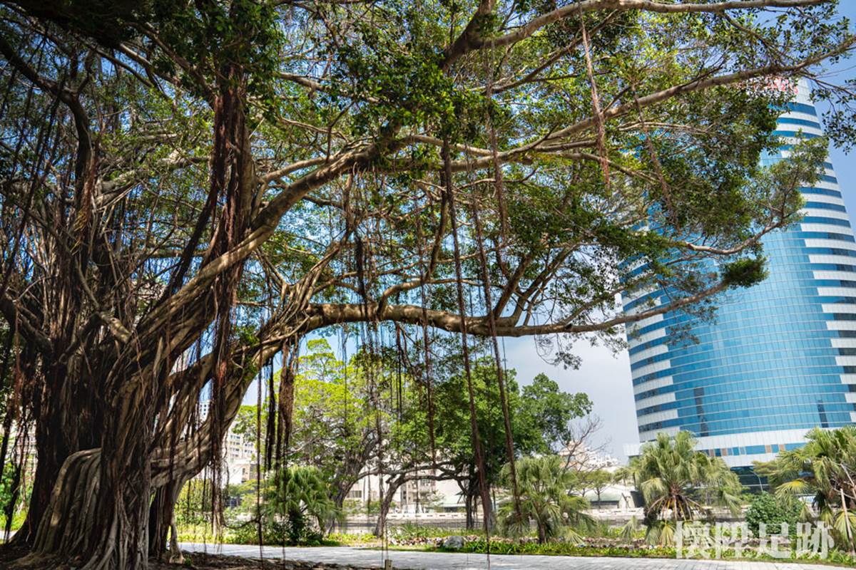 台南市中心最美生態公園！賞白鷺鷥群、談情說愛樹，順路玩親子最愛親水廣場
