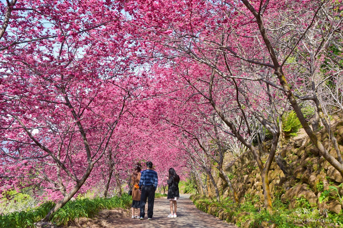 粉色仙境再+1！台中「櫻花隧道」浪漫盛開，入園門票、時間一次看