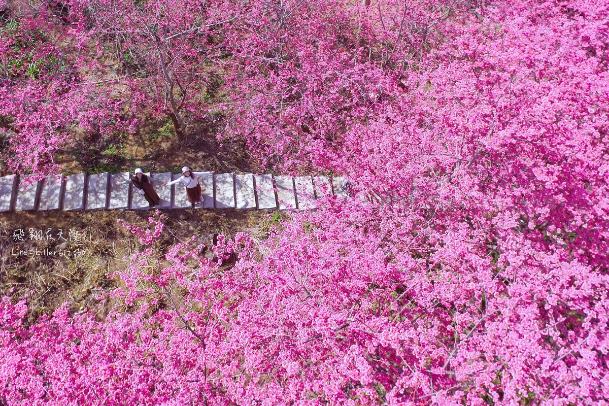粉色仙境再+1！台中「櫻花隧道」浪漫盛開，入園門票、時間一次看