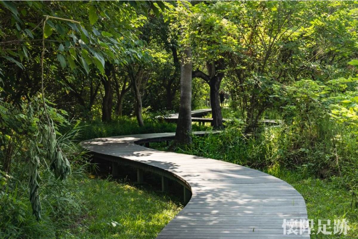 台版紐約中央公園！市區洗森林浴，打卡浪漫夢湖、夫妻樹、荷花池畔拱橋