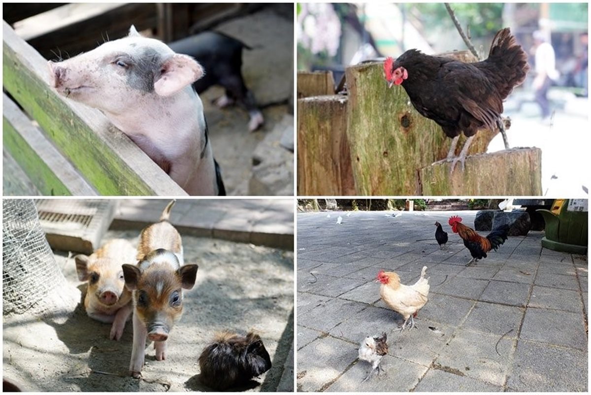 來玩整天！台南休閒農場能餵小動物、嗑Q彈烤土雞+百變竹筍餐，還可住歐風別墅