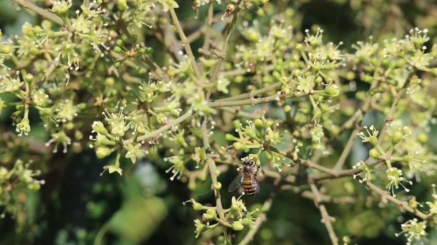 吃過苦味蜂蜜？台灣季節限定稀有鴨腳木蜜，堅果風味尾韻微苦超特別