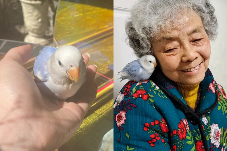 根本天使降臨人間！超療癒「粉藍色牡丹鸚鵡」爆紅：壽命長達15年、靈性不輸貓狗|愛鳥|養鳥|寵物|女人我最大