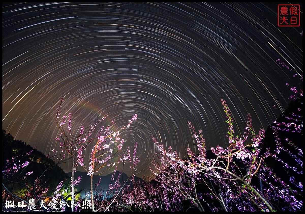 夢幻白藤花也開了！武陵農場「爆棚紫藤」、稀奇蘋果花一次追，還能夜拍絕美星軌