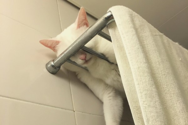 貓咪絕對是水做的！喵喵「筋骨軟Q」化身白吐司、浴巾，哪裡都能塞全網笑翻
