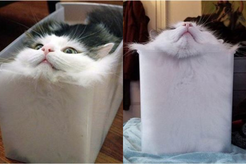 貓咪絕對是水做的！喵喵「筋骨軟Q」化身白吐司、浴巾，哪裡都能塞全網笑翻