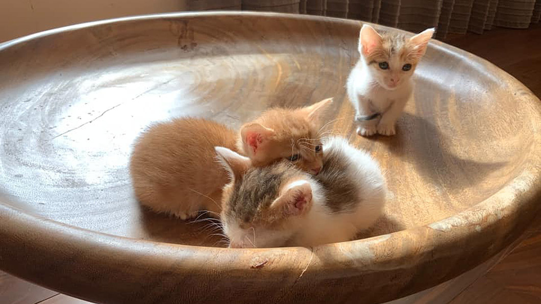 擋不住孩子的請求，這3隻小貓正式成為郁方家庭新成員。（圖片來源/ 郁方臉書）