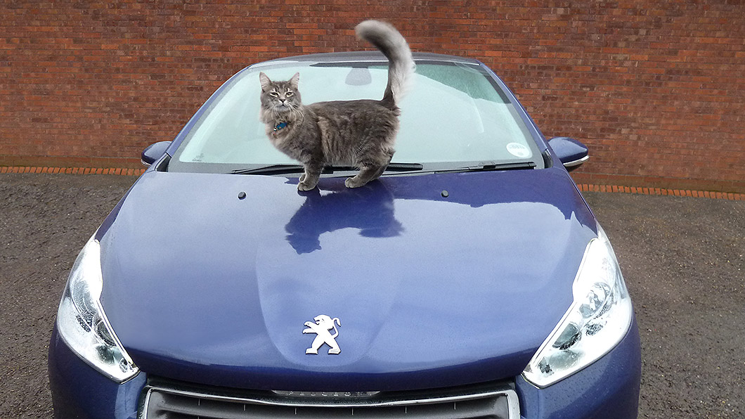 冬天常見小貓或小動物鑽進車底，開車前最好能拍拍車子提醒它們。（圖片來源/ Newspress）