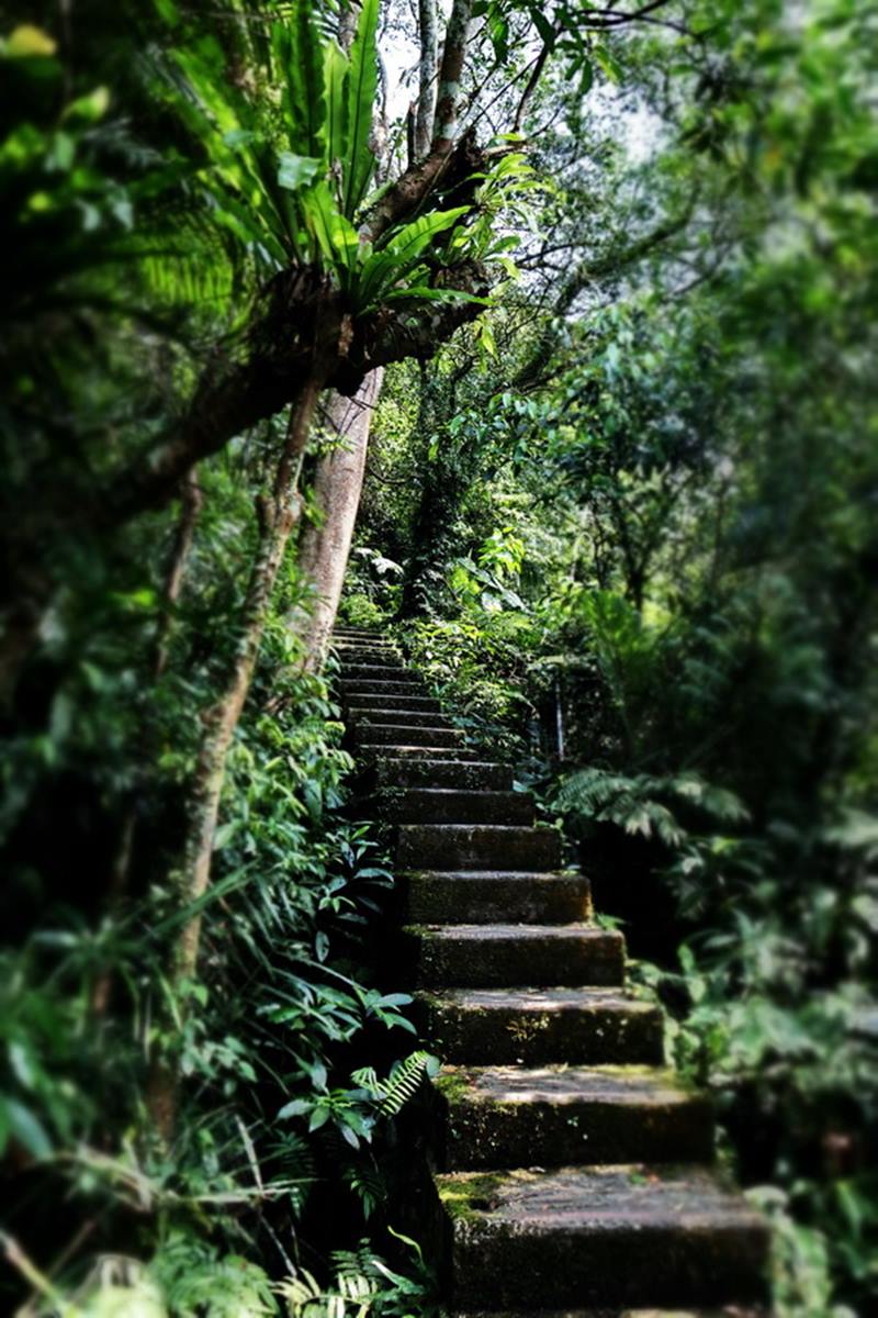 消暑祕境再+１！20分鐘「叢林步道」可賞瀑布、蕨類生態，還能走「輪胎小道」看美景