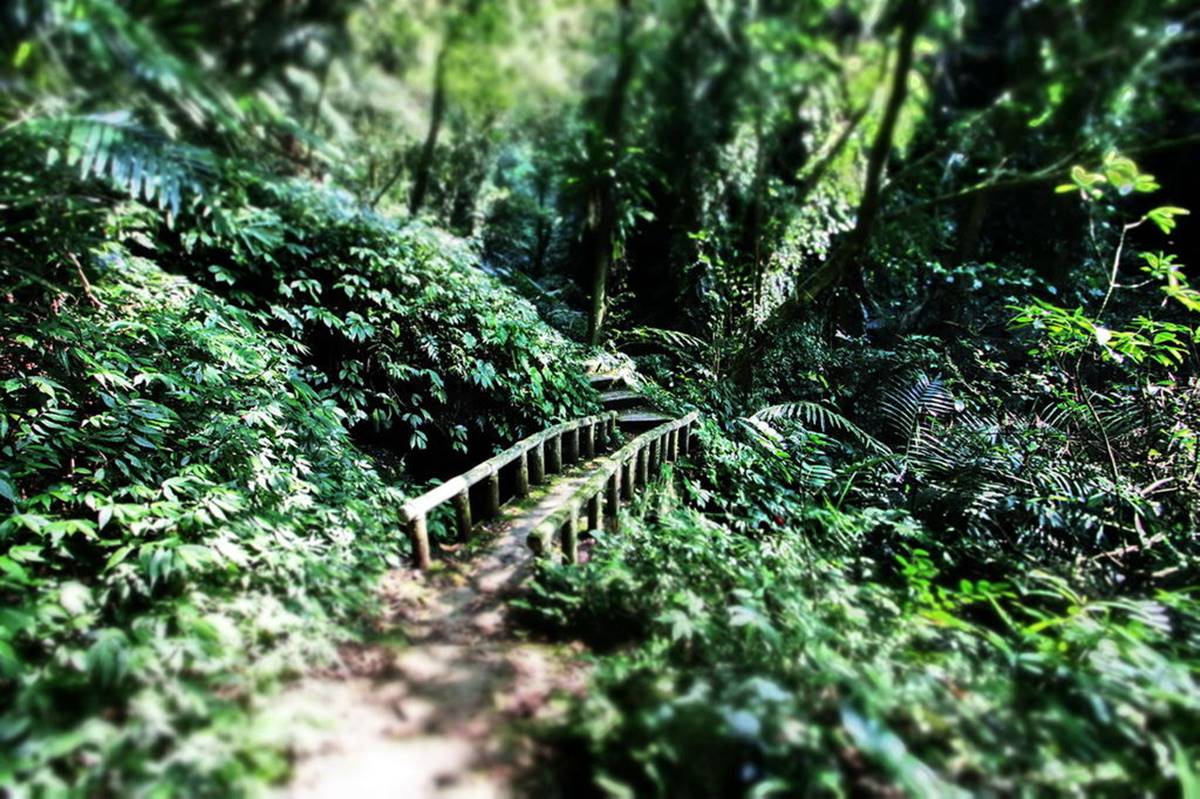 消暑祕境再+１！20分鐘「叢林步道」可賞瀑布、蕨類生態，還能走「輪胎小道」看美景