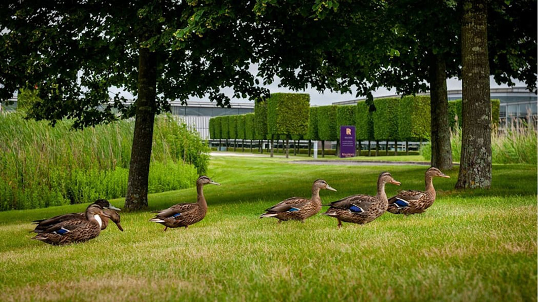 這群幸運鴨現已回到牠們位在勞斯萊斯工廠內的自然棲地，享受自在的生活。（圖片來源/ Rolls Royce）