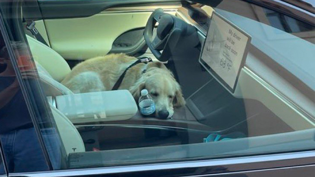 黃金獵犬趴在駕駛座上看起來相當舒適。（圖片來源/ 擷取自Tesla Owners of Silicon Valley推特）