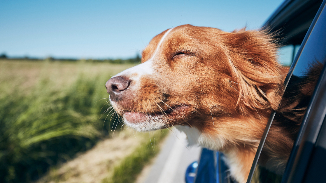 如果寵物超出窗外，將被開罰3,000至9,000元罰鍰，如果寵物掉下車受傷還可能被依《動保法》法辦。（圖片來源/ Shutterstock達志影像）