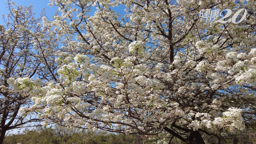 明年有花海可以賞！新北4號公園栽植豆梨樹林，又美又有益健康