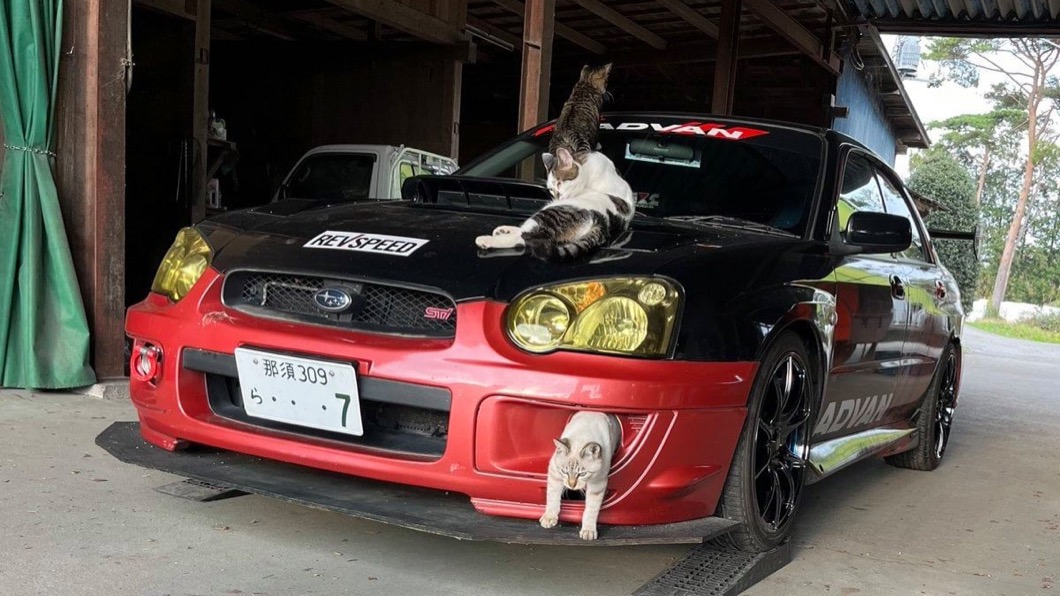 照片中的Subaru WRX被三隻貓咪當成了遊樂場。(圖片來源/ ManClub AUTO FB)