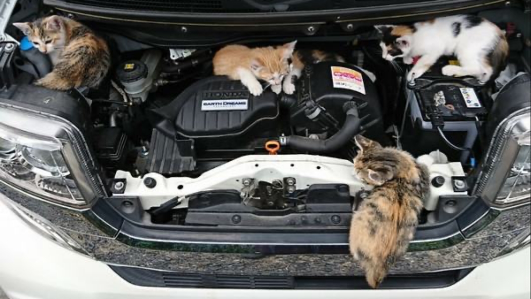 當車輛發動時，如果貓咪還待在引擎室裡面，就有可能會被正在運行的機件給傷害到。(圖片來源/ Twitter)