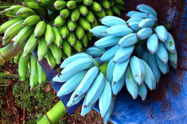 ▲爪哇藍蕉與普通香蕉