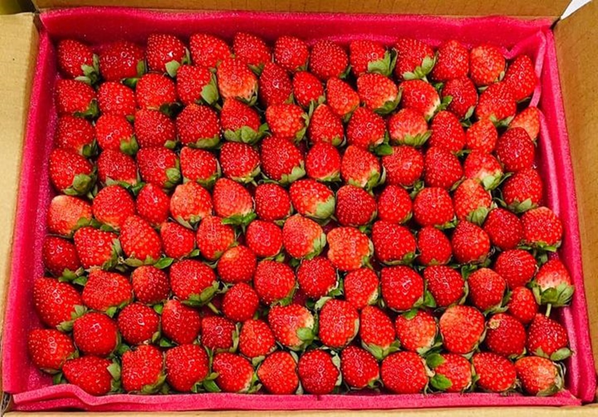 「大湖草莓季」免費入園開採！各草莓園開放情況一次看，特大顆香水草莓甜爆