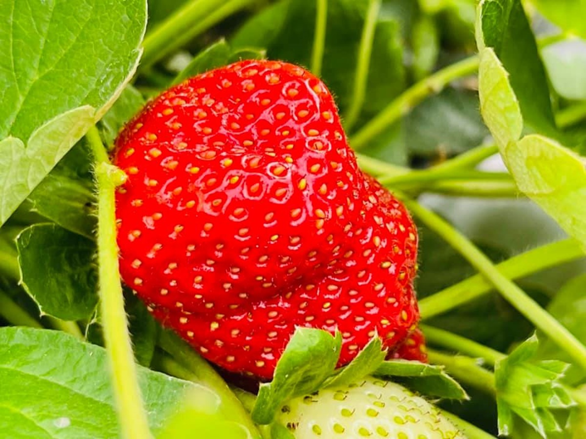 「大湖草莓季」免費入園開採！各草莓園開放情況一次看，特大顆香水草莓甜爆