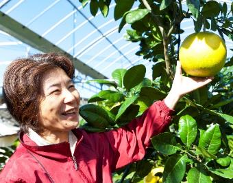 從自身做起，讓「幸福列車」永續馳騁 朵茉麗蔻日本總公司入選熊本縣SDGs登錄企業