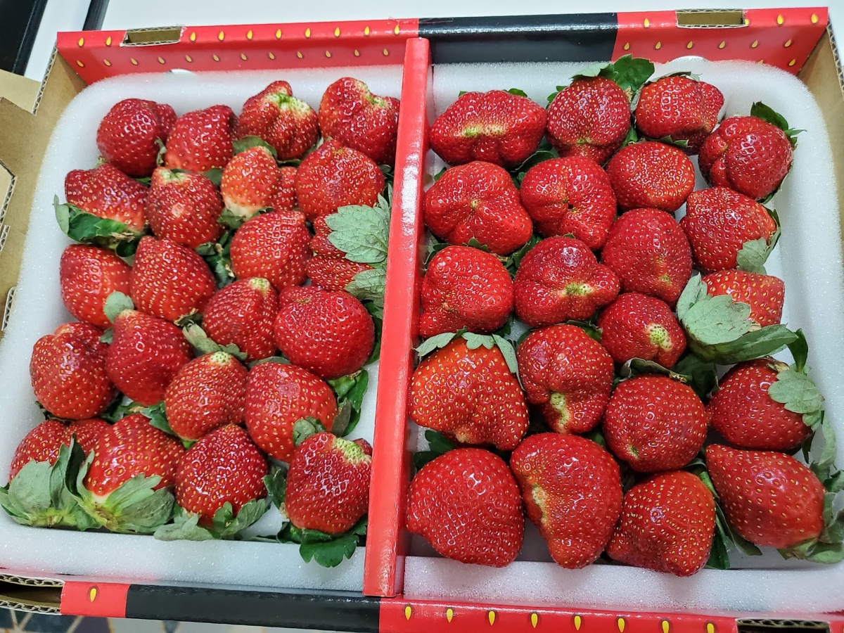 草莓控先搶！好市多「大湖草莓」１公斤400有找，鮮甜多汁超Juicy