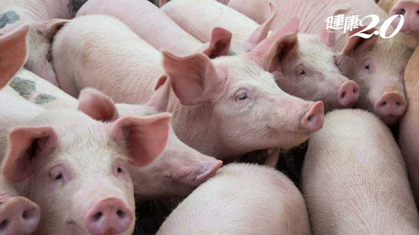 為什麼不同意「反萊豬公投」？醫曝一次吃半頭美豬 才對健康有害