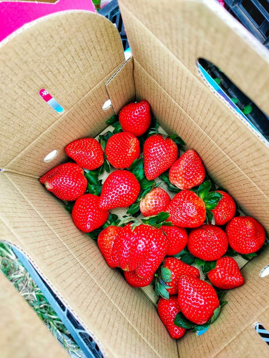 親子採果趣！桃園「隱藏版草莓園」只開放假日，爽摘超大顆「美姬草莓」