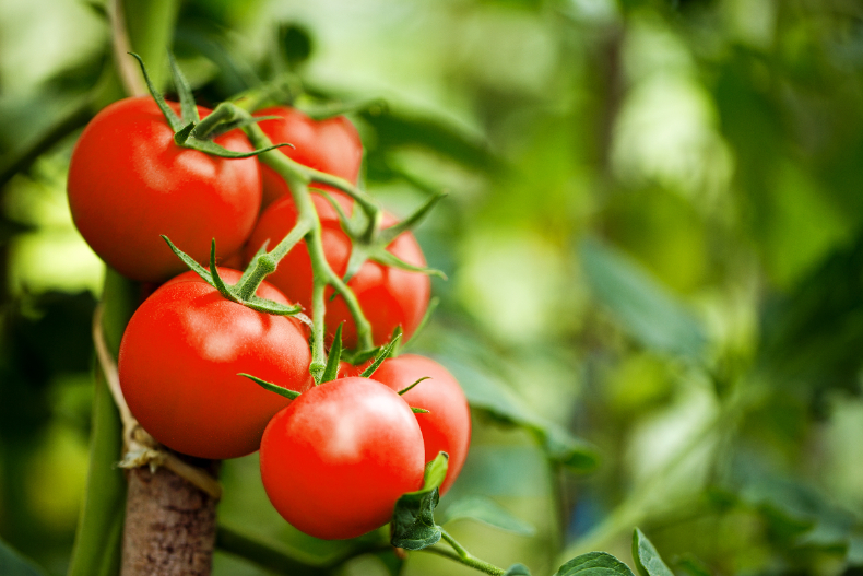 ▲高鈉食物常見代表是番茄