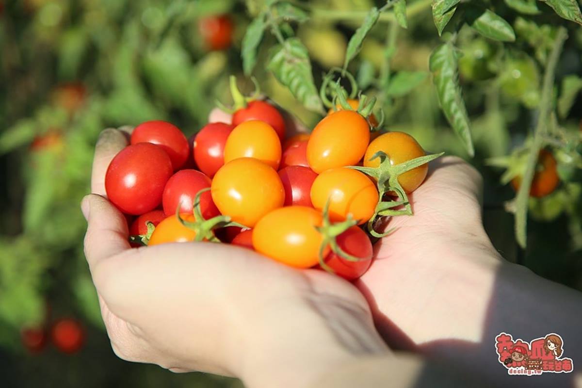 冬天不只採草莓！台南「隱藏版番茄果園」１週開放２天，10多款番茄品種任選