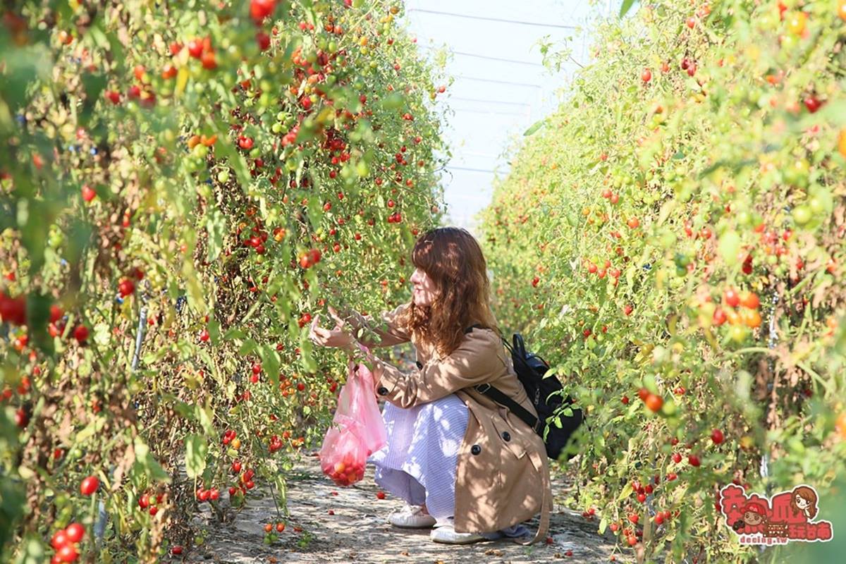 冬天不只採草莓！台南「隱藏版番茄果園」１週開放２天，10多款番茄品種任選