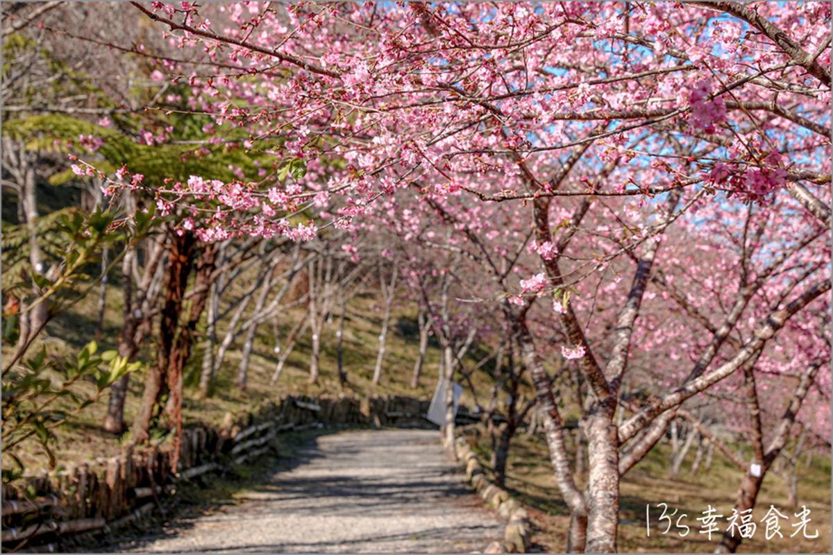 打卡整片粉色仙境！高雄櫻花公園「河津櫻」浪漫盛開，山景＋櫻花樹超好拍