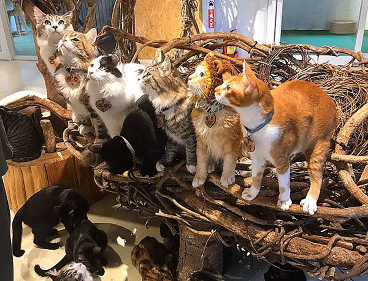 貓奴快衝！新店「貓咪咖啡廳」有50隻喵星人坐鎮，超過２小時互動吸貓吸到爽