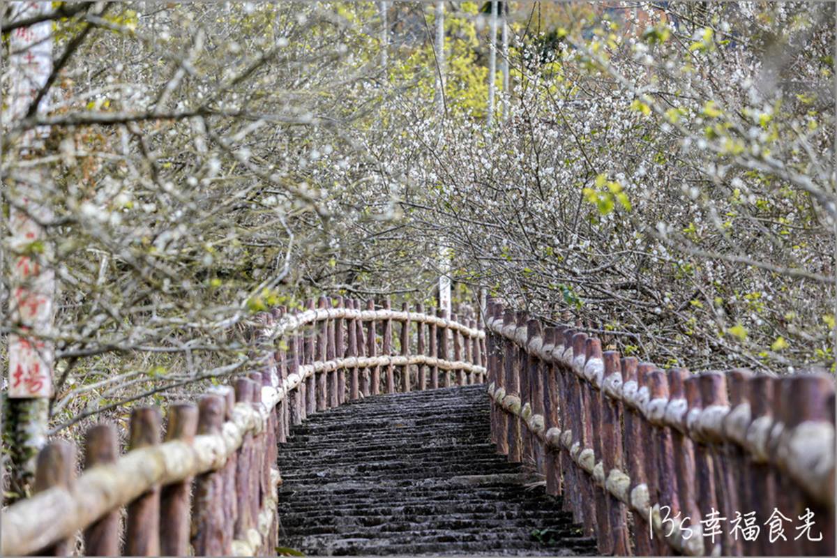 把握最後一波「梅景」！北中南５條賞梅花祕境：4000棵梅樹齊放、梅花隧道