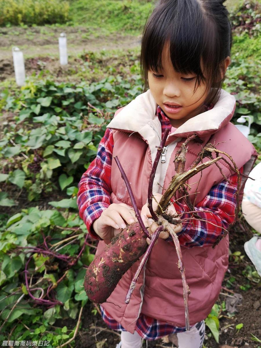 玩整天也不膩！台北「親子農場」體驗焢窯＋挖地瓜，還能採草莓、蘿蔔糕DIY