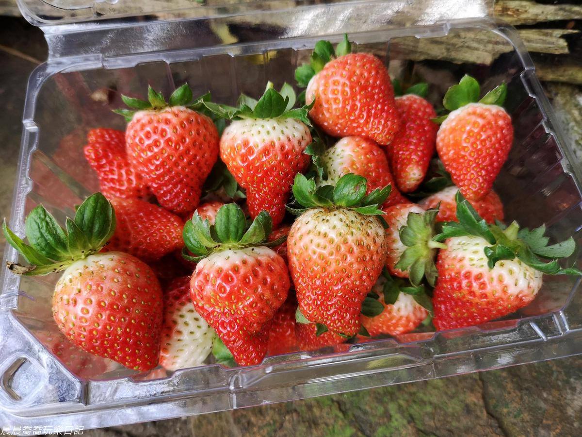 玩整天也不膩！台北「親子農場」體驗焢窯＋挖地瓜，還能採草莓、蘿蔔糕DIY