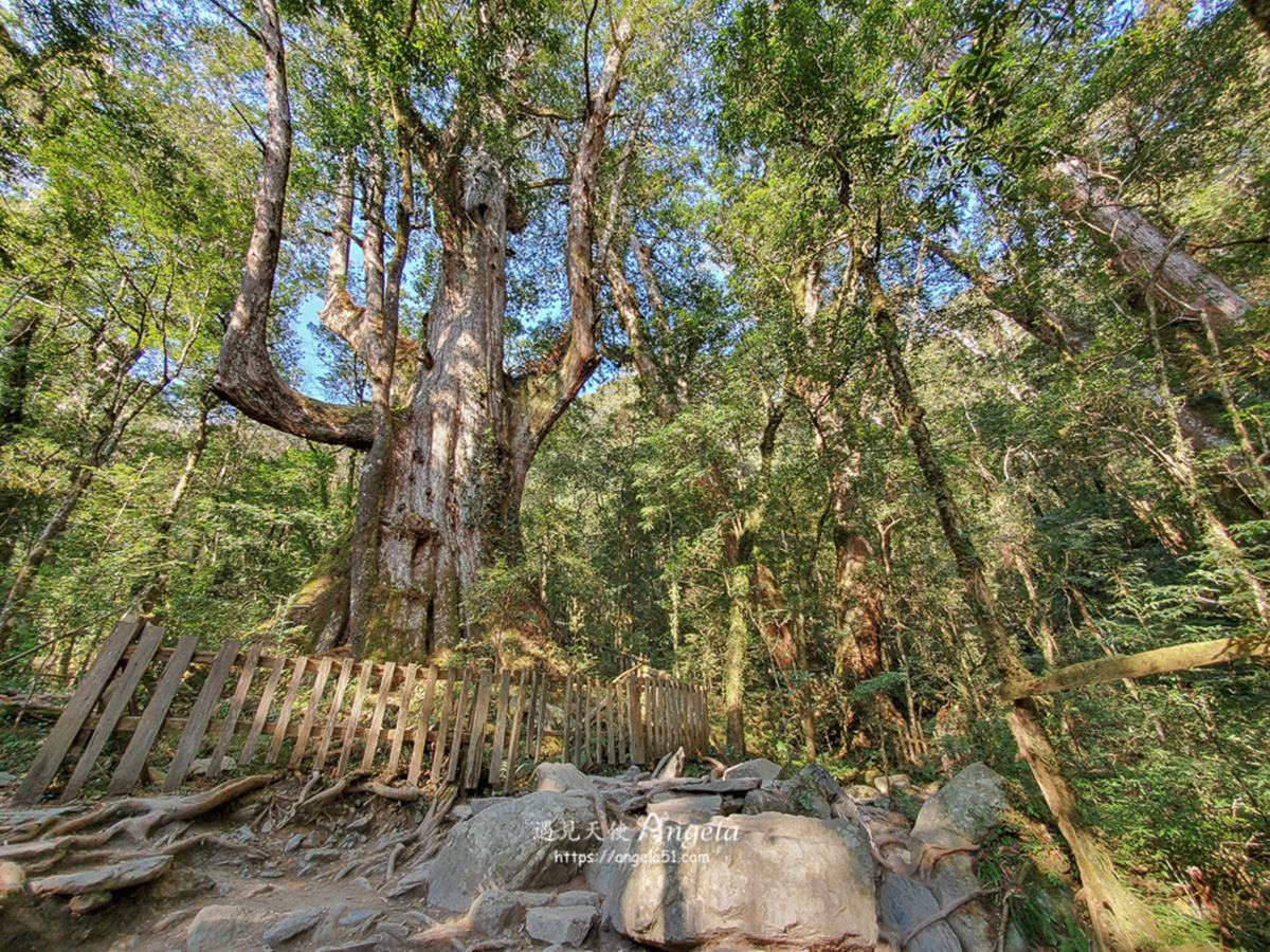 朝聖全台第一大神木！北中南６大神木景點：樹洞驚見「小台灣」、巨木棧道