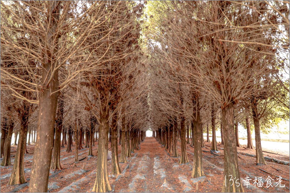 IG搶打卡！全台５大「落羽松祕境」美拍夢幻漸層色，2400棵樹群包圍超壯觀
