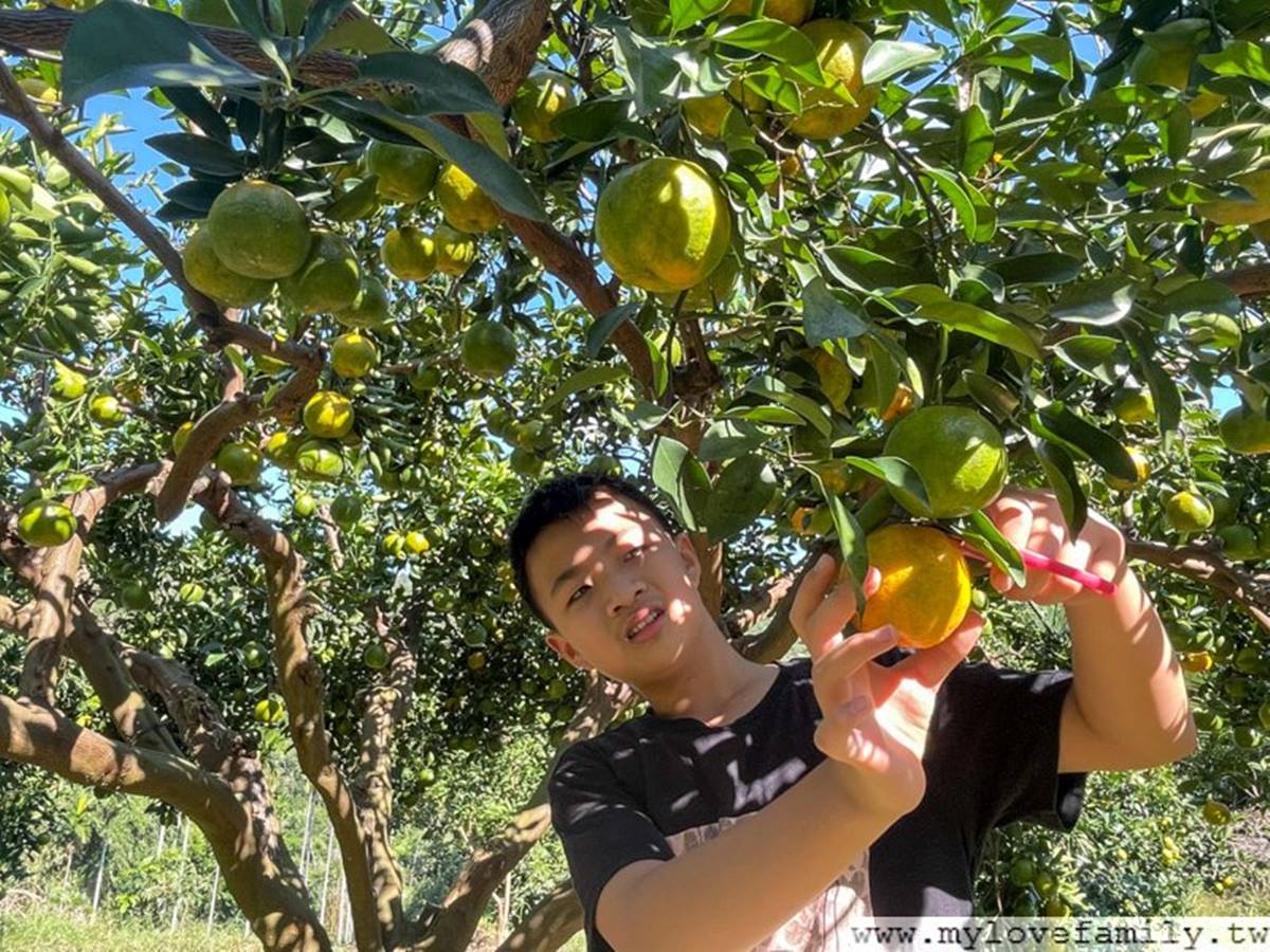 比採草莓更好玩!北中5大「採橘祕境」IG超夯,還有浪漫「橘子隧道」可拍 比採草莓更好玩!北中5大「採橘祕境」IG超夯,還有浪漫「橘子隧道」可拍