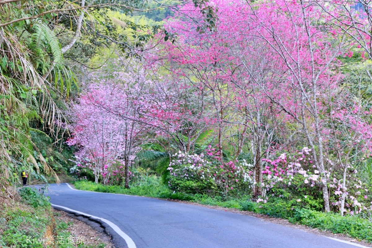 周子瑜也來過！嘉義賞花秘境「紅白櫻花」開滿山頭，還有絕美山景可以打卡