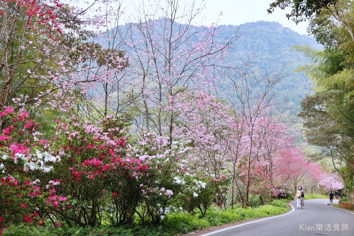 周子瑜也來過！嘉義賞花秘境「紅白櫻花」開滿山頭，還有絕美山景可以打卡