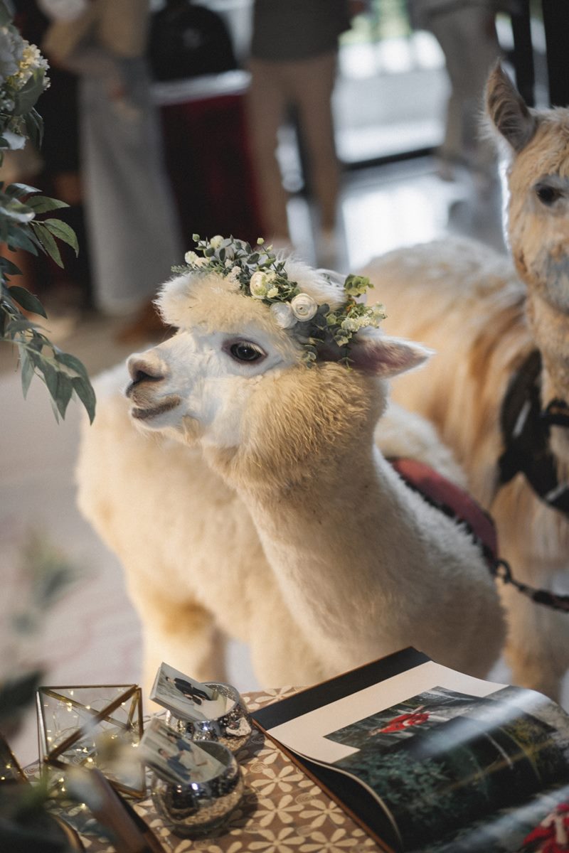 全台唯一「羊駝婚禮」在宜蘭！日式園區提供羊駝證婚，還有免費住飯店好康