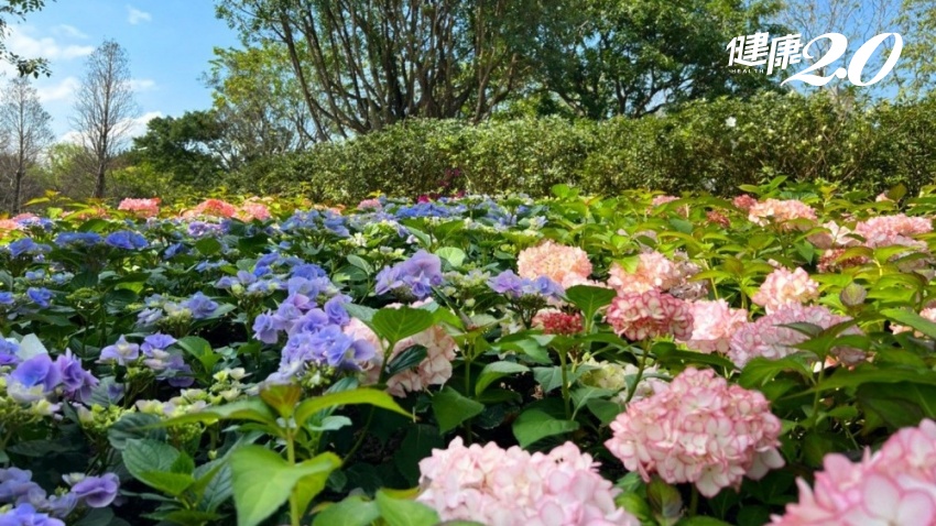 台北杜鵑花季開跑 大安森林公園繡球花、杜鵑花美照拍不完，集點還有大獎可以拿