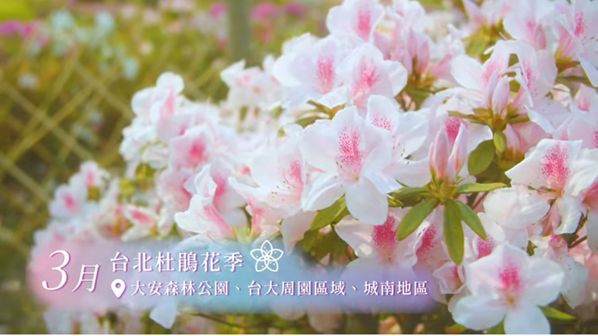 台北杜鵑花季開跑 大安森林公園繡球花、杜鵑花美照拍不完，集點還有大獎可以拿