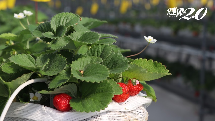 這款草莓不用灑農藥！台灣農試所10年培育出「台農一號草莓」酸甜Q感好味道