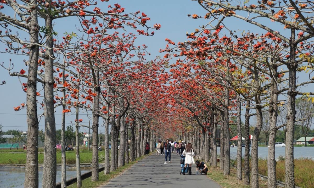 2022台南「白河木棉花季」美炸！朝聖全球最美花海大道，綿延1.7公里超壯觀