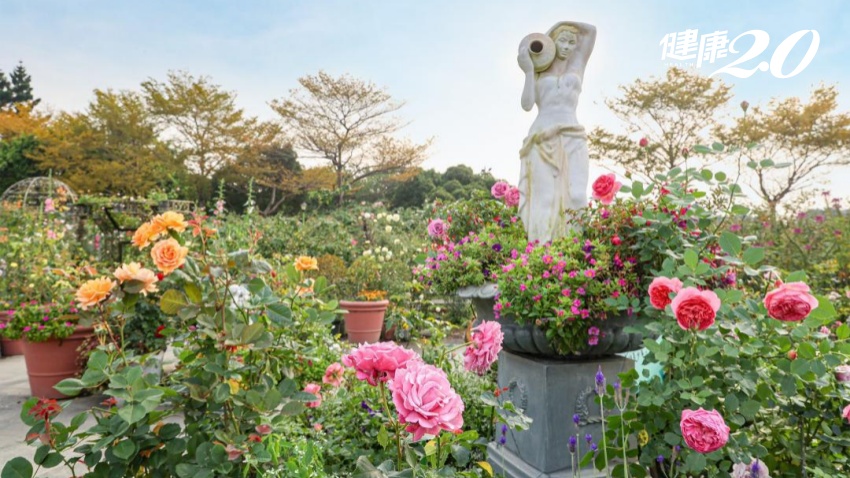 愛情來了！免出國就可看凡爾賽花園！臺北玫瑰園賞數百種、5千株玫瑰等你來賞花