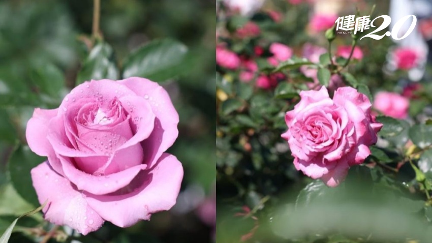 愛情來了！免出國就可看凡爾賽花園！臺北玫瑰園賞數百種、5千株玫瑰等你來賞花
