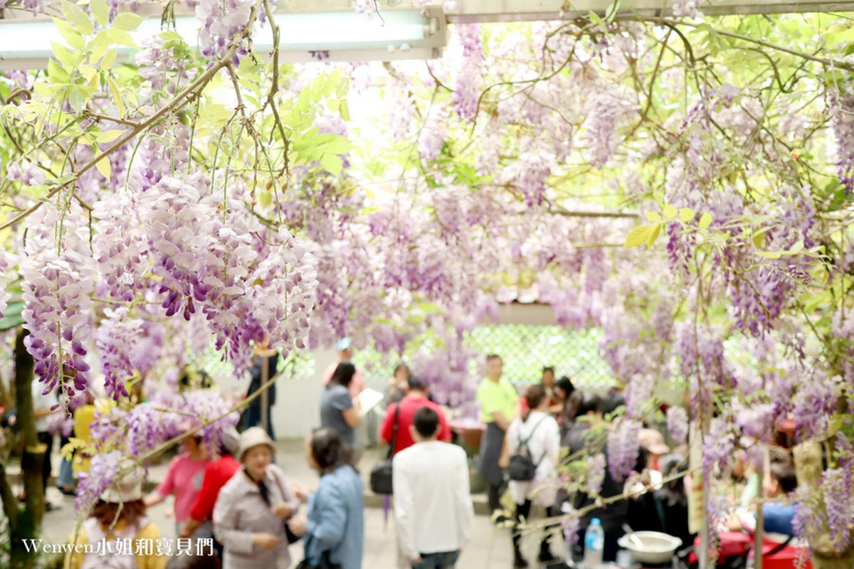 錯過再等１年！陽明山「景觀餐廳」紫藤花季只有２週，花瀑下用餐怎麼拍都美