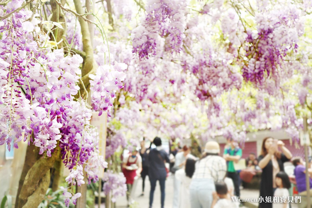 錯過再等１年！陽明山「景觀餐廳」紫藤花季只有２週，花瀑下用餐怎麼拍都美