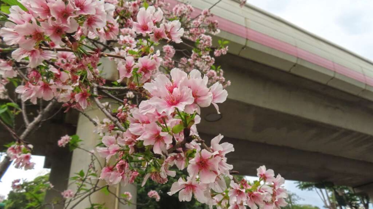 一出捷運站就能打卡！200株富士櫻大爆發，衝隱藏版「粉紅線」拍美照